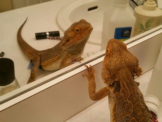 Caring for Your Bearded Dragon