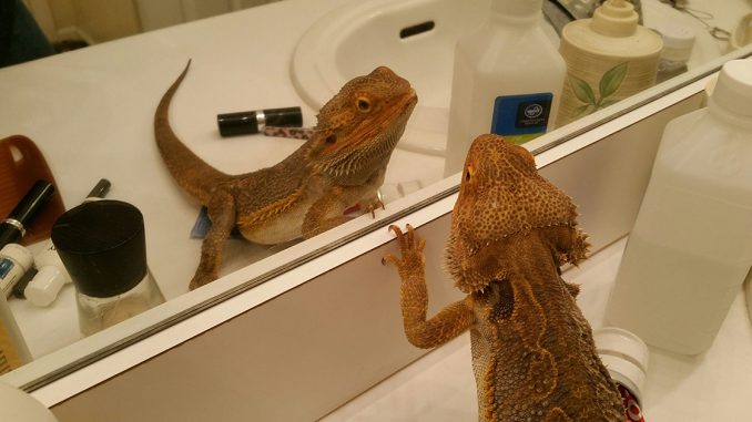 Caring for Your Bearded Dragon