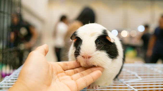 Keeping Your Guinea Pig