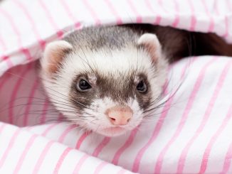 Proper Ferret Care