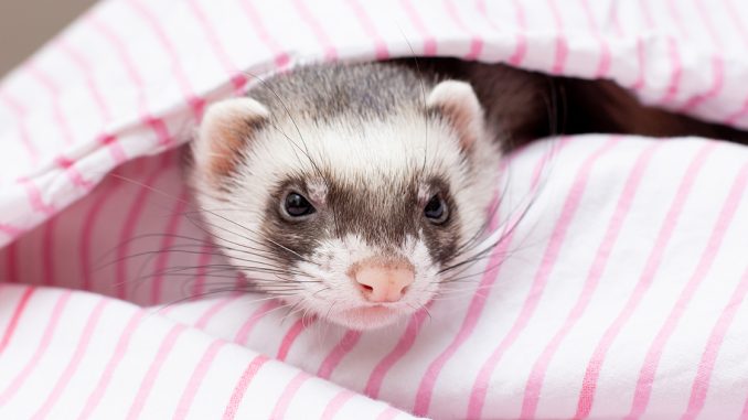 Proper Ferret Care